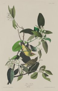 Parula Palmare, 1833 da Robert Havell