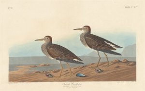 Piro-piro pettorale, 1836
