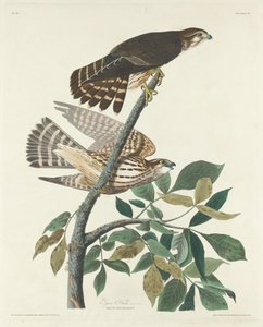 Falco piccione