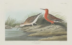 Piviere pigmeo, 1835