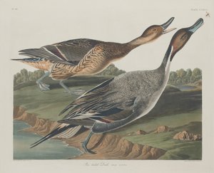 Anatra codone da Robert Havell