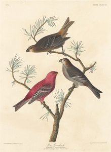 Ciuffolotto delle pinete, 1837 da Robert Havell