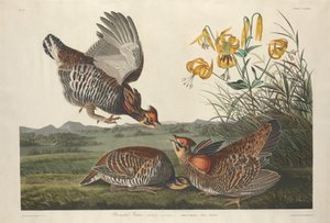 Gallo pinnato, 1834 da Robert Havell