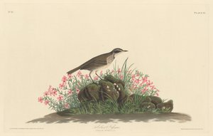 Prateria Titlark