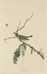 Vireo dagli occhi rossi da Robert Havell