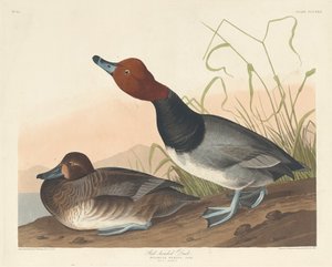 Anatra testa rossa, 1836 da Robert Havell