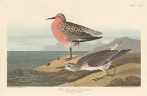 Piro-piro dal Petto Rosso da Robert Havell