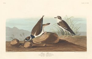 Piviere ad Anello, 1836 da Robert Havell
