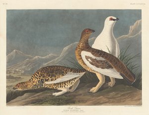Gallo cedrone, 1837