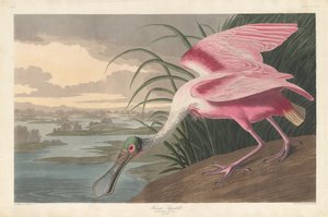 Spatola rosata da Robert Havell