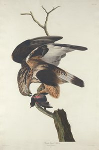 Falco dalle zampe rugose da Robert Havell