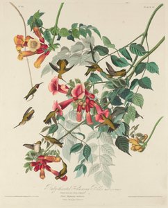 Colibrì dal collo rosso, 1828