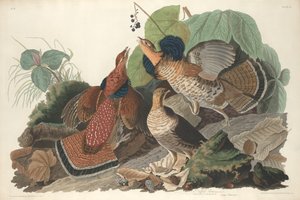Gallo cedrone, 1828