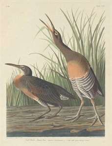 Gallinella di Palude da Robert Havell