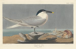 Sterna di Sandwich, 1835