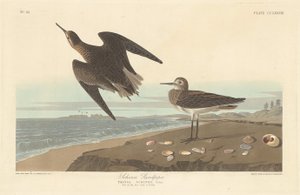 Piro-piro di Schinz, 1835