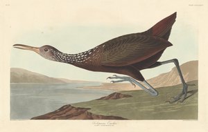 Scolopaceus Courlan, 1837 da Robert Havell