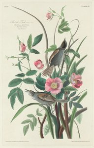 Fringuello marino da Robert Havell