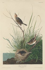 Fringuello dalla coda affilata da Robert Havell