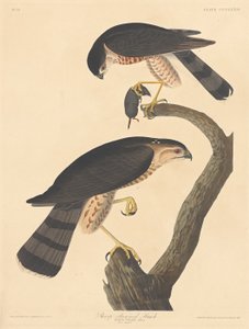 Sparviero