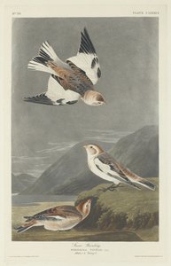 Zigolo delle nevi da Robert Havell