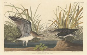 Piro-piro Solitario, 1836 da Robert Havell