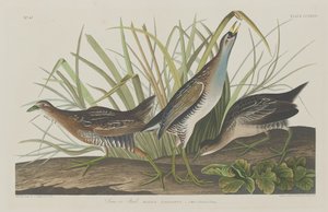 Sora o Rail, 1834 da Robert Havell