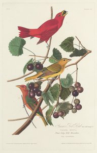 Uccello rosso estivo, 1828 da Robert Havell