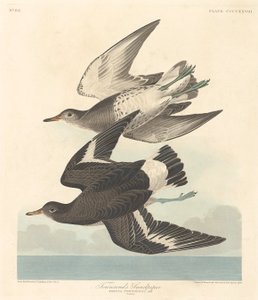 Piro-piro di Townsend, 1838 da Robert Havell