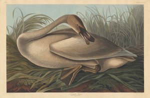 Cigno trombettiere da Robert Havell