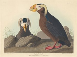 Auk ciuffato da Robert Havell