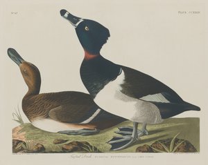 Moretta da Robert Havell