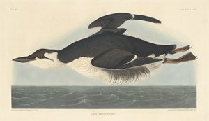 Uria Brunnichii, 1835 da Robert Havell