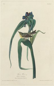 Vireo di Vigors, 1828 da Robert Havell