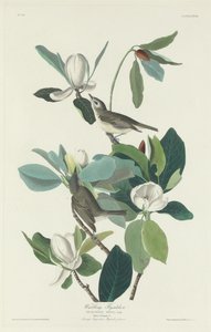 Pigliamosche canoro, 1831 da Robert Havell