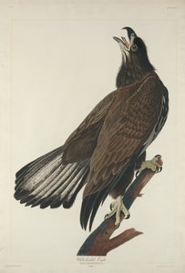 Aquila dalla testa bianca da Robert Havell