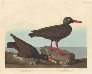 Ostricaro dalle zampe bianche e ostricaro dal becco sottile, 1838 da Robert Havell