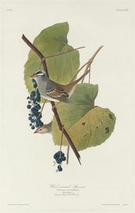Passero dalla Corona Bianca