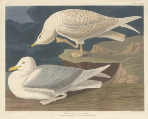 Gabbiano argentato dalle ali bianche, 1835 da Robert Havell