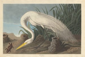 Airone bianco, 1837