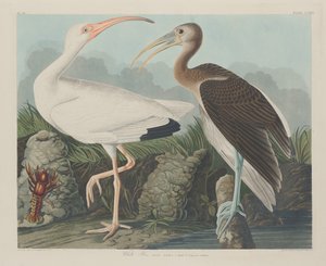 Ibis bianco da Robert Havell