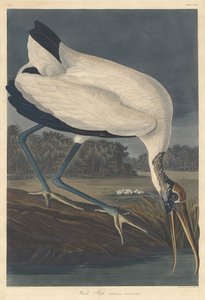 Ibis del legno, 1834