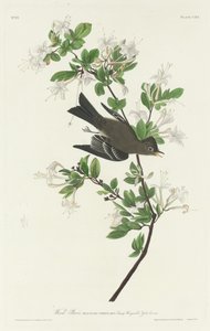 Pewee del legno da Robert Havell
