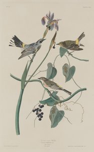 Parula dalla corona gialla da Robert Havell