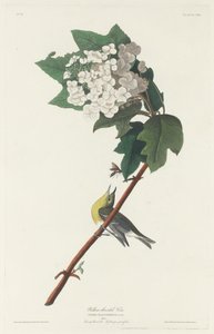 Vireo dalla gola gialla, 1831 da Robert Havell