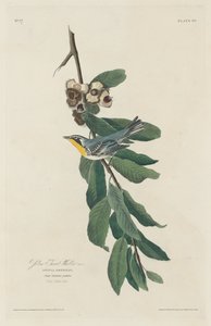 Parula dalla gola gialla da Robert Havell