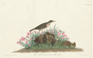 Prateria Titlark