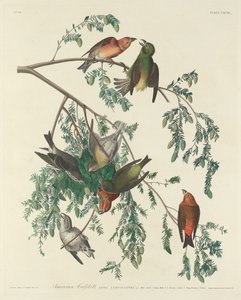 Crociere americana da Robert Havell after John James Audubon