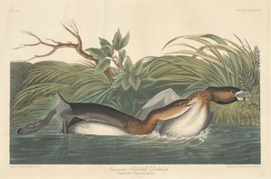 Svasso Americano da Robert Havell after John James Audubon