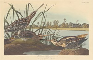Beccaccino americano da Robert Havell after John James Audubon